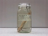 藏品(短吻軟棘魚)的圖片